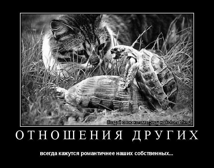 отношения других всегда кажутся романтичнее наших собственных...... Котоматрица: отношения других всегда кажутся романтичнее наших собственных...