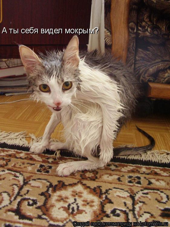 Котоматрица: А ты себя видел мокрым?