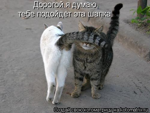 Котоматрица: Дорогой,я думаю, тебе подойдёт эта шапка.