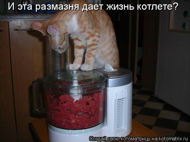 Котоматрица: И эта размазня дает жизнь котлете?