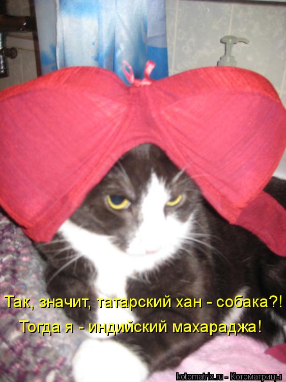 Котоматрица: Так, значит, татарский хан - собака?! Тогда я - индийский махараджа!