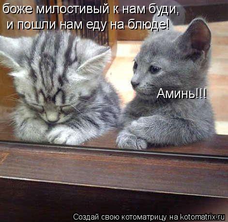 Котоматрица: боже милостивый к нам буди,  и пошли нам еду на блюдe!  Аминь!!!