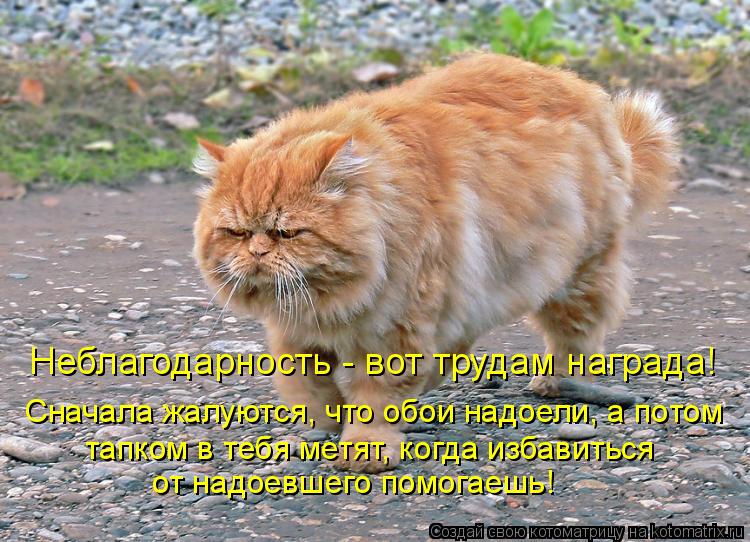 Котоматрица: Неблагодарность - вот трудам награда! Сначала жалуются, что обои надоели, а потом  тапком в тебя метят, когда избавиться  от надоевшего помог