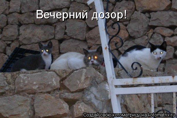 Котоматрица: Вечерний дозор!