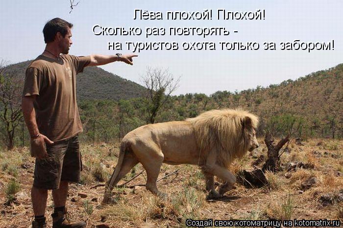 Котоматрица: Лёва плохой! Плохой! Сколько раз повторять -  на туристов охота только за забором!