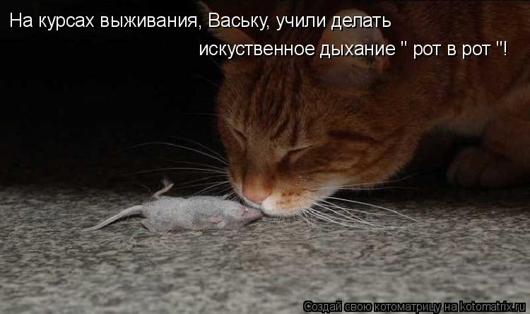 Котоматрица: На курсах выживания, Ваську, учили делать искуственное дыхание " рот в рот "!