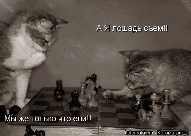 Котоматрица: А Я лошадь съем!! Мы же только что ели!!