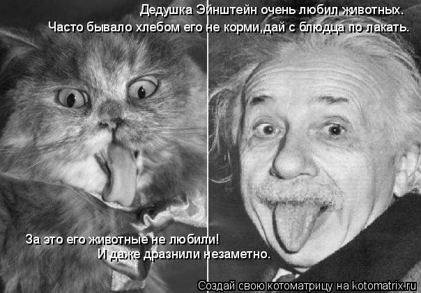 Котоматрица: Дедушка Эйнштейн очень любил животных. Часто бывало хлебом его не корми,дай с блюдца по лакать. За это его животные не любили! И даже дразнил