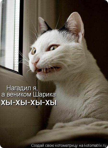 Котоматрица: Нагадил я,  а веником Шарика хы-хы-хы-хы