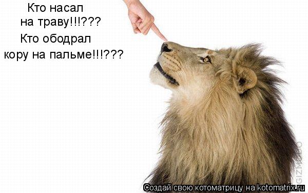 Котоматрица: Кто насал  на траву!!!??? Кто ободрал кору на пальме!!!???