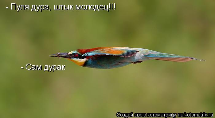Котоматрица: - Пуля дура, штык молодец!!! - Сам дурак