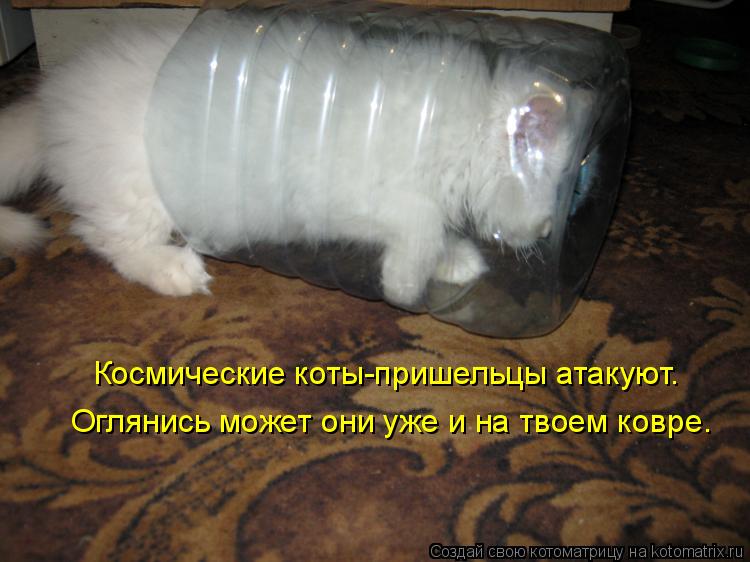 Котоматрица: Космические коты-пришельцы атакуют. Оглянись может они уже и на твоем ковре.