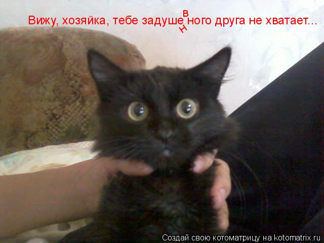 Котоматрица: Вижу, хозяйка, тебе задуше ного друга не хватает... н в