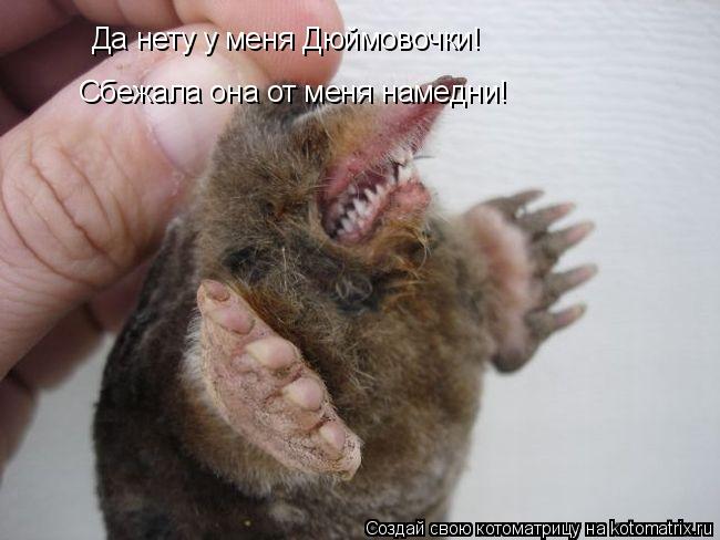 Котоматрица: Да нету у меня Дюймовочки!  Сбежала она от меня намедни!