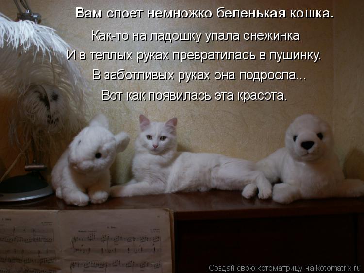 Котоматрица: Вам споет немножко беленькая кошка. Как-то на ладошку упала снежинка И в теплых руках превратилась в пушинку. В заботливых руках она подрос