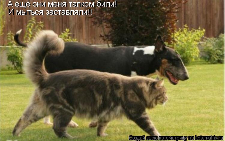 Котоматрица: А еще они меня тапком били! И мыться заставляли!!
