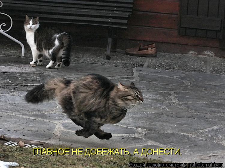 Котоматрица: ГЛАВНОЕ НЕ ДОБЕЖАТЬ, А ДОНЕСТИ.