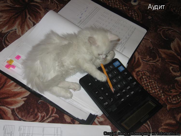 Котоматрица: Аудит