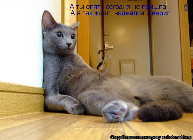 Котоматрица: А ты опять сегодня не пришла... А я так ждал, надеялся и верил...