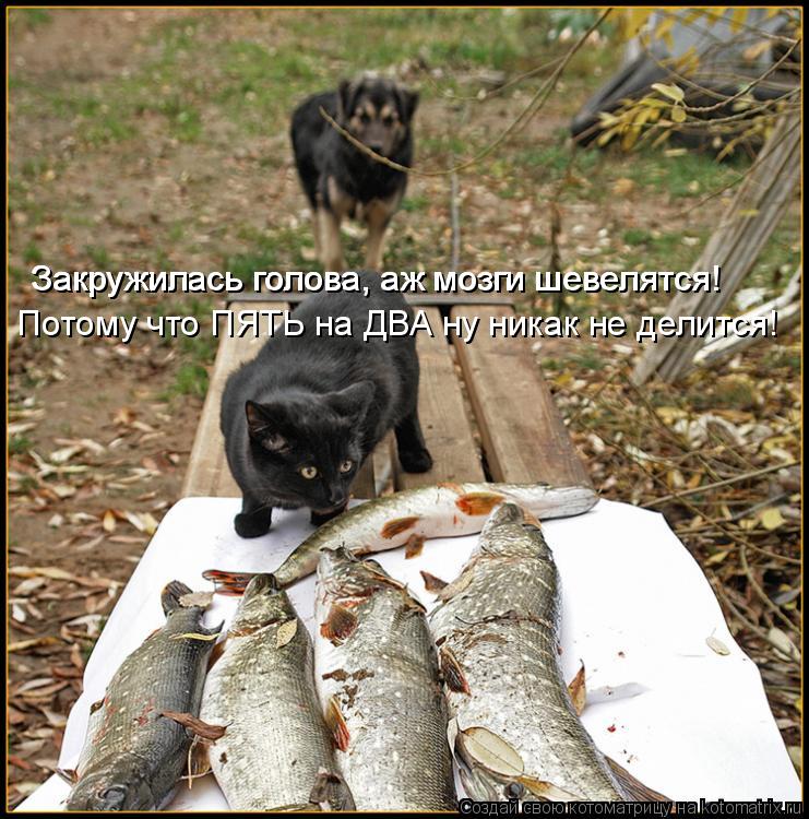 Потому что ПЯТЬ на ДВА ну никак не делится! Закружилась голова, аж мозги шевелятся! Закружилась г... Котоматрица: Потому что ПЯТЬ на ДВА ну никак не делится! Закружилась голова, аж мозги шевелятся! Закружилась голова, аж мозги шевелятся!