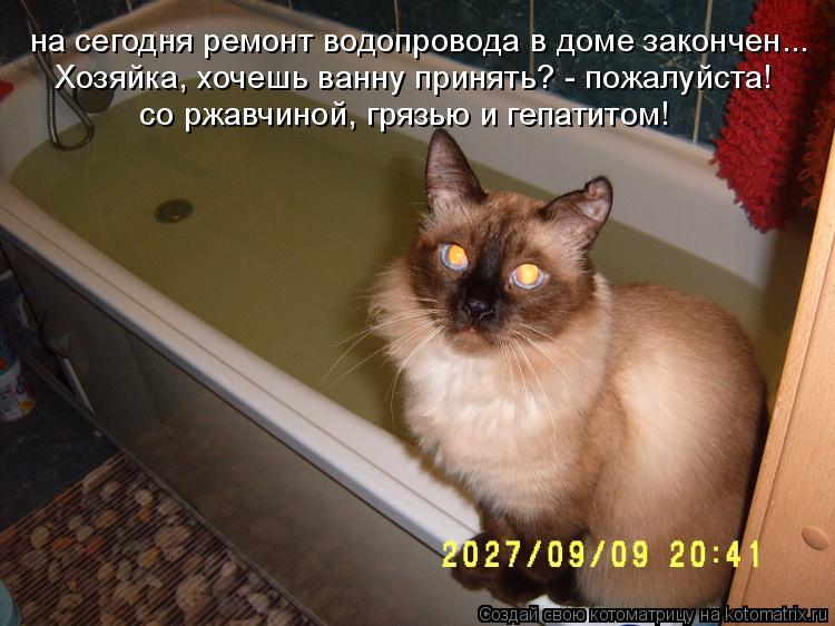 Котоматрица: на сегодня ремонт водопровода в доме закончен...  Хозяйка, хочешь ванну принять? - пожалуйста!   со ржавчиной, грязью и гепатитом!