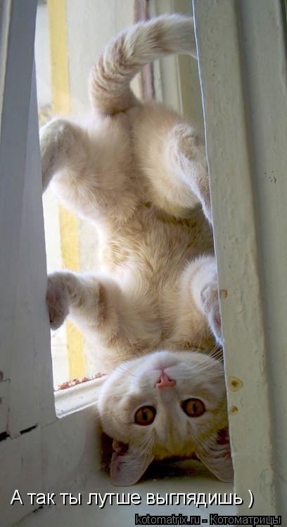 Котоматрица: А так ты лутше выглядишь )