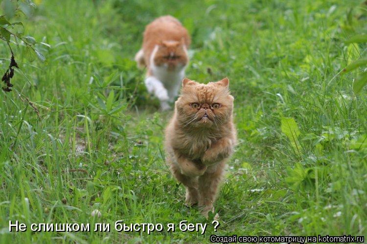 Не слишком ли быстро я бегу ?... Котоматрица: Не слишком ли быстро я бегу ?