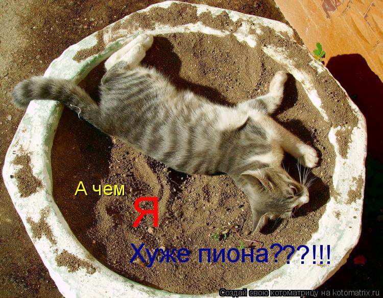 Котоматрица: А чем Я Хуже пиона? ??!!!