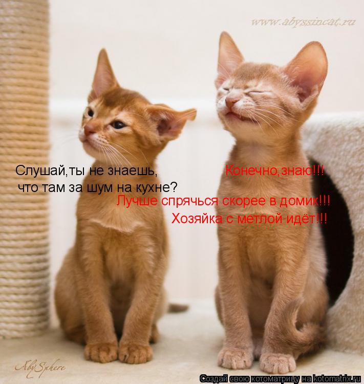 Котоматрица: Слушай,ты не знаешь, что там за шум на кухне? Конечно,знаю!!! Лучше спрячься скорее в домик!!! Хозяйка с метлой идёт!!!