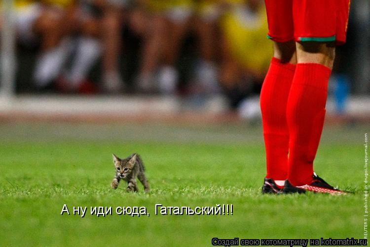 А ну иди сюда, Гатальский!!!... Котоматрица: А ну иди сюда, Гатальский!!!