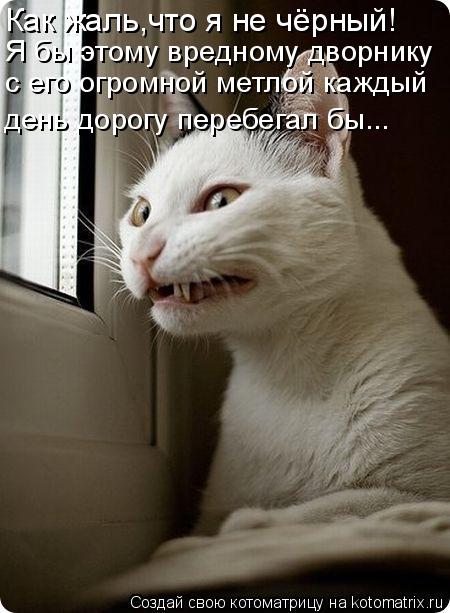 Как жаль,что я не чёрный! с его огромной метлой каждый Я бы этому вредному дворнику день дорогу переб... Котоматрица: Как жаль,что я не чёрный! с его огромной метлой каждый Я бы этому вредному дворнику день дорогу перебегал бы...