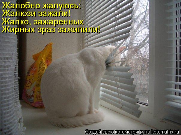 Котоматрица: Жалобно жалуюсь: Жалюзи зажали! Жалко, зажаренных Жирных зраз зажилили!