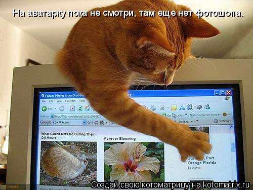 На аватарку пока не смотри, там еще нет фотошопа.... Котоматрица: На аватарку пока не смотри, там еще нет фотошопа.