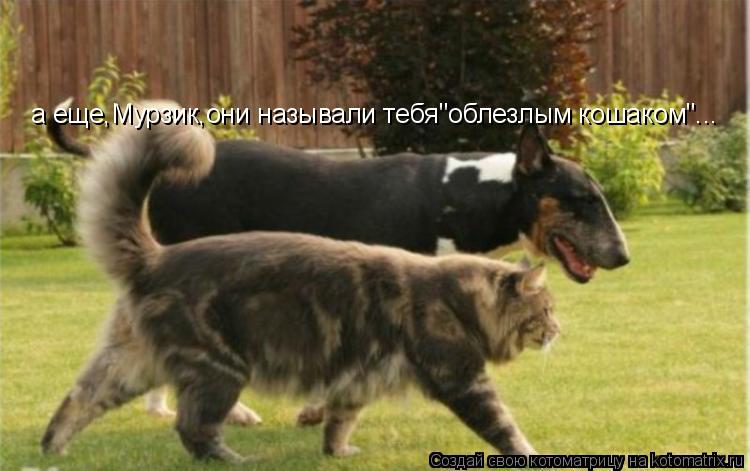 а еще,Мурзик,они называли тебя"облезлым кошаком"...... Котоматрица: а еще,Мурзик,они называли тебя"облезлым кошаком"...