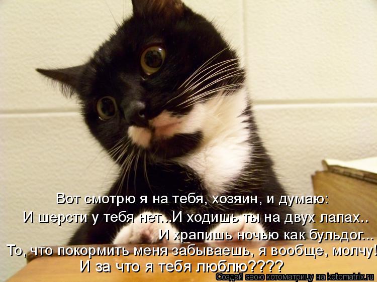 Вот смотрю я на тебя, хозяин, и думаю: И шерсти у тебя нет...И ходишь ты на двух лапах.. И храпишь н... Котоматрица: Вот смотрю я на тебя, хозяин, и думаю: И шерсти у тебя нет...И ходишь ты на двух лапах.. И храпишь ночью как бульдог... То, что покормить меня заб