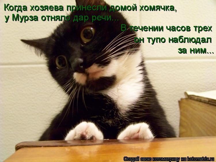 Когда хозяева принесли домой хомячка, у Мурза отняло дар речи... В течении часов трех он тупо наблюда... Котоматрица: Когда хозяева принесли домой хомячка, у Мурза отняло дар речи... В течении часов трех он тупо наблюдал за ним...