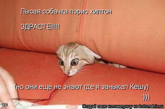 Котоматрица: Лысая собачка пэрис хилтон ЗДРАСТЕ!!!! (но они еще не знают где я заныкал Кешу) :)))