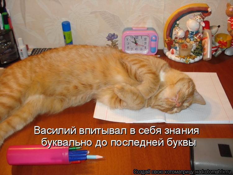 Котоматрица: Василий впитывал в себя знания буквально до последней буквы
