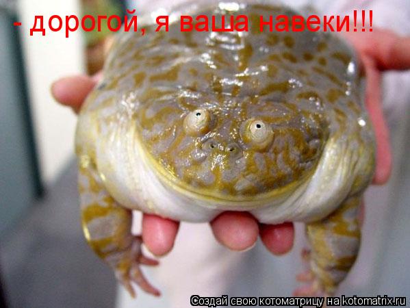 Котоматрица: - дорогой, я ваша навеки!!!