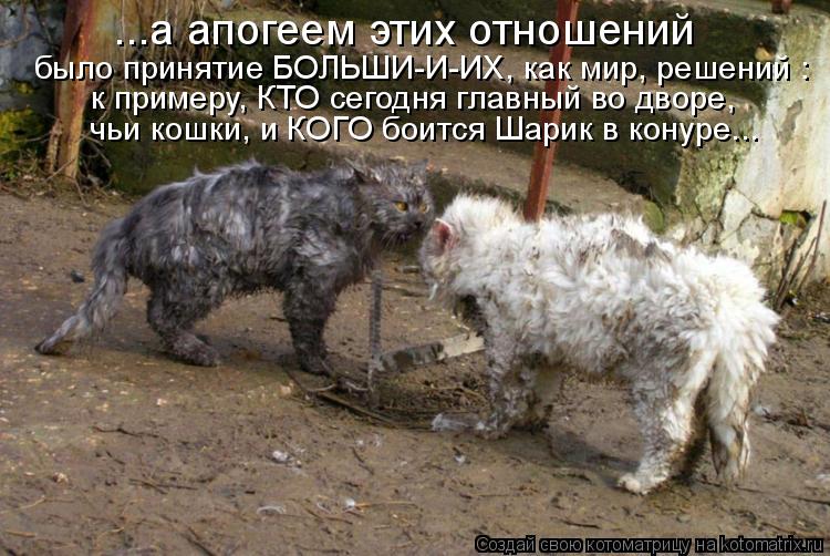 было принятие БОЛЬШИ-И-ИХ, как мир, решений : чьи кошки, и КОГО боится Шарик в конуре... ...а апогеем... Котоматрица: было принятие БОЛЬШИ-И-ИХ, как мир, решений : чьи кошки, и КОГО боится Шарик в конуре... ...а апогеем этих отношений к примеру, КТО сегодня главн