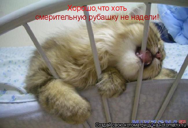 Хорошо,что хоть смерительную рубашку не надели!... Котоматрица: Хорошо,что хоть смерительную рубашку не надели!