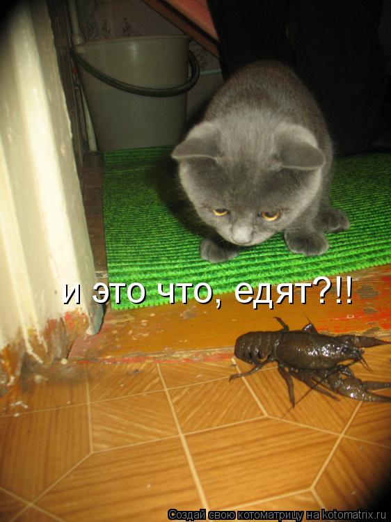 и это что, едят?!!... Котоматрица: и это что, едят?!!