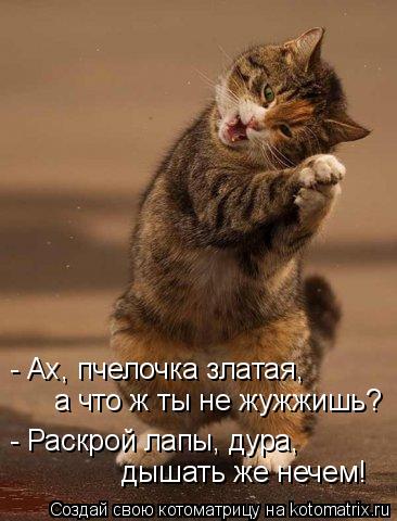 - Ах, пчелочка златая, а что ж ты не жужжишь? - Раскрой лапы, дура, дышать же нечем!... Котоматрица: - Ах, пчелочка златая, а что ж ты не жужжишь? - Раскрой лапы, дура, дышать же нечем!