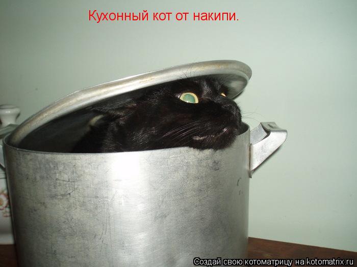 Кухонный кот от накипи.... Котоматрица: Кухонный кот от накипи.
