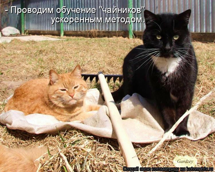 Котоматрица: - Проводим обучение "чайников" ускоренным методом.