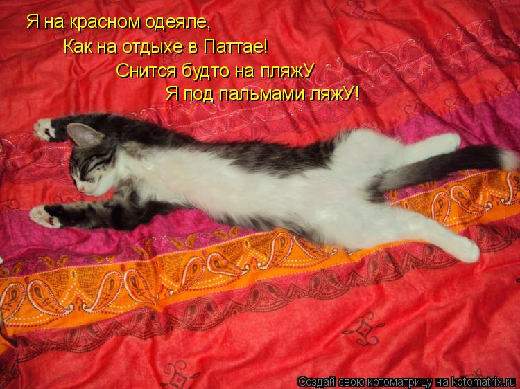 Котоматрица: Я на красном одеяле, Как на отдыхе в Паттае! Я под пальмами ляжУ! Снится будто на пляжУ