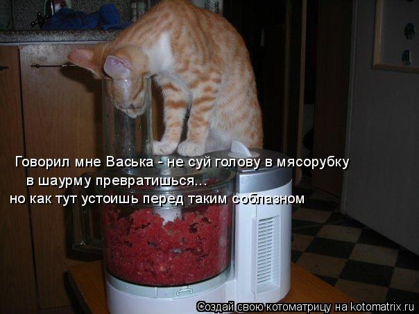 Котоматрица: Говорил мне Васька - не суй голову в мясорубку в шаурму превратишься... но как тут устоишь перед таким соблазном
