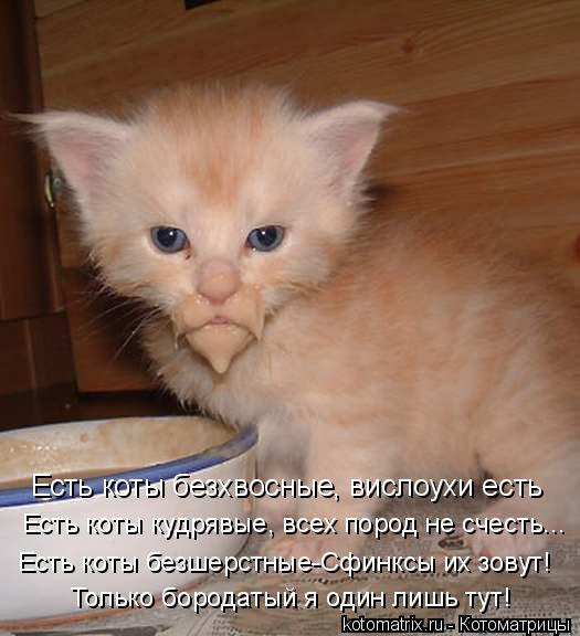 Котоматрица: Есть коты безхвосные, вислоухи есть Есть коты кудрявые, всех пород не счесть... Есть коты безшерстные-Сфинксы их зовут! Только бородатый я од