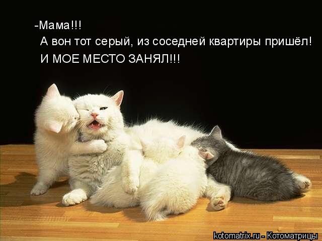 -Мама!!! И МОЕ МЕСТО ЗАНЯЛ!!! А вон тот серый, из соседней квартиры пришёл!... Котоматрица: -Мама!!! И МОЕ МЕСТО ЗАНЯЛ!!! А вон тот серый, из соседней квартиры пришёл!