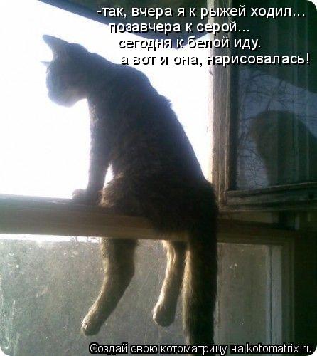 -так, вчера я к рыжей ходил... позавчера к серой... сегодня к белой иду. а вот и она, нарисовалась!... Котоматрица: -так, вчера я к рыжей ходил... позавчера к серой... сегодня к белой иду. а вот и она, нарисовалась!